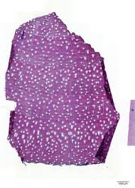 Image result for Dalbergia nitidula