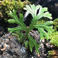 Image result for Selaginella kalbreyeri