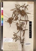 Image result for Blepharis involucrata