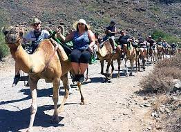 Explore the waterfront in las palmas de gran canaria with a trip to gran canaria marina. Gran Canaria Riding Horses Camels Book Here