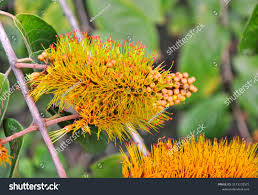 Image result for Combretum fuscum