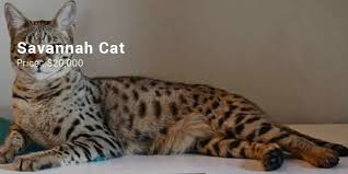 Top 5 most expensive cat breeds in the world. 13 Most Expensive Cats In The World Successstory