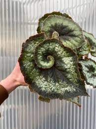 Rex begonias | logee's features 25+ types of rex begonias for sale online. Begonia Escargot Begonia Garden Inspiration Plant Collection
