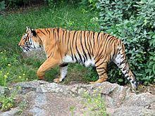 Indochinese Tiger Indochinese Tiger Indochinese Tiger Habitat