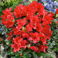 Buy Rhododendron Scarlet Wonder J Parker Dutch Bulbs Rhododendron Small City Garden Plants