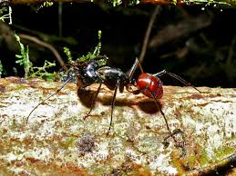 It had a wingspan of about 15 centimetres (5.9 in). Dinomyrmex Wikipedia