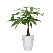 Money plant indoor near me. Just Add Ice Green 5 In Money Tree Plant In Ceramic Pot 262768 The Home Depot