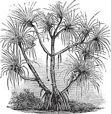 Image result for Pandanus candelabrum