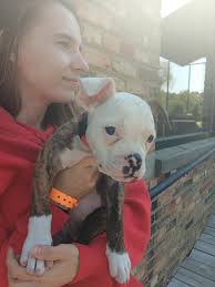 Support for Bella's Veterinary Care in Maine