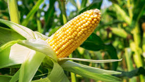 corn ile ilgili gÃ¶rsel sonucu