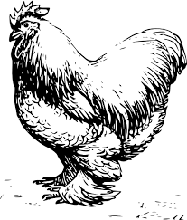 Black And White Hen Clipart Clip Art Of Chickens Chicken Clip Art Chicken Vector Chicken Clip Art Cochin Chickens