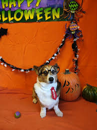 Pawsitive Paws Academy