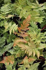 Image result for Pteris burtonii
