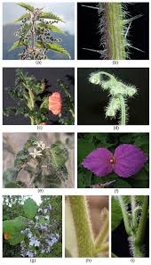 Image result for Tragia rupestris