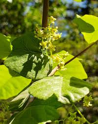 Poison oak, poison ivy, and poison sumac can cause an allergic reaction due to a toxic oil in stems, leaves, roots, and flowers of the plants. Pacific Poison Oak U S National Park Service