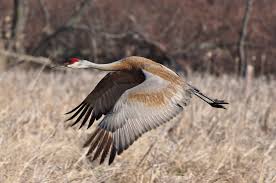 These large birds have a mostly grey plumage with a high degree of variability. Michigan Birds Sandhill Crane Michigan In Pictures