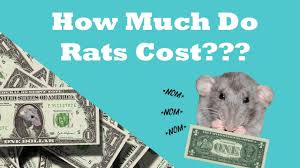How much does a cat cost? How Much Do Rats Cost Everything You Need To Know