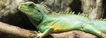 Metabolic bone disease, also known as mbd, is an extremely serious and often fatal disease for these animals. Chinese Water Dragon Setup Enclosure Tank Decor Petsmart
