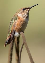 Image result for Tridactyle gentilii