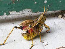 While i was there i found this enormous grass hopper. Romalea Wikipedia