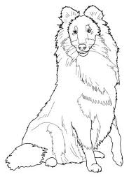 Sheltie Shetland Sheepdog Coloring Page Free Printable Coloring Pages Dog Coloring Page Shetland Sheepdog Shetland Sheepdog Blue Merle