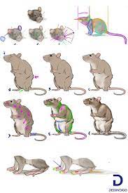 Comment Dessiner Un Rat Dessin Rat Dessin D Animal Croquis Animaux