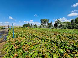 Image result for Khaya grandifoliola