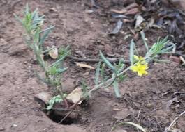 Image result for Talinum crispatulum