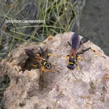 The baldfaced hornet, dolichovespula maculata (linnaeus). Black And Yellow Mud Dauber Wasp Sceliphron Caementarium Central Florida Critter Of The Day