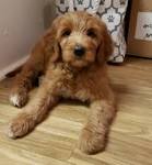 Best Goldendoodle Generations: F1, F1B, F1BB, F2, F2B, F3