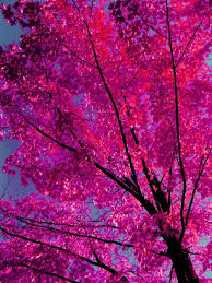 Pin By Jessica Miller On Natures Rouge Pink Photo Pink Trees Pink Wallpaper