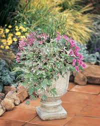 Image result for Ipomoea batatas pots