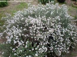 Image result for Eriocephalus racemosus