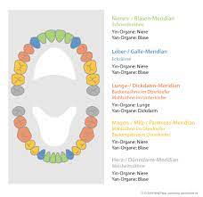 Zahnschema Welche Zahn Organ Beziehungen Und Wechselwirkungen Gibt Es