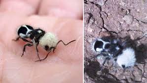 Image result for panda ant