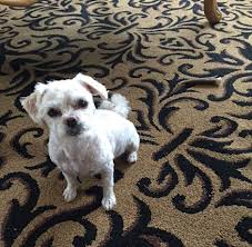 The care and well being of your pet, while he or she is in our care, is our number one priority. Mobile Dog Grooming Near Me Reviews