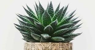 Maybe you would like to learn more about one of these? Haworthia Care Tips On Growing Succulent Pearl Plant Haworthias