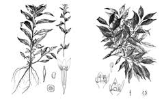 Image result for Pachylobus edulis