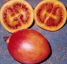 Tamarillo Tree Cyphomandra Betacea Food Growing Tomatoes Fruit