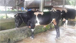 Bồ đào nha và hà lan chịu tổn thất lớn 8 giờ trước. Bo Lai Giá»'ng Ngoáº¡i Láº¥n At Bo Lai Sind
