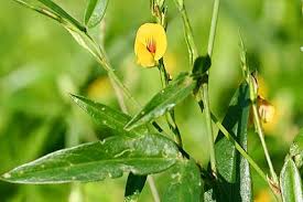 Image result for Zornia setosa