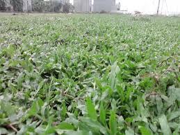 Rumput gajah mini 1x1 meter murah: Jual Rumput Gajah Mini Di Kupang Tani Sejahtera