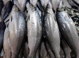 Kenalkah anda pada spesies ikan yang dinamakan ikan susu? Ikan Baulu Ikan Susu Dari Sabah Photos Facebook