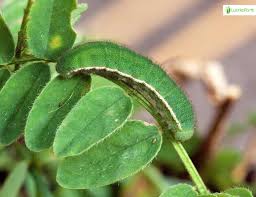 Image result for Colias tyche