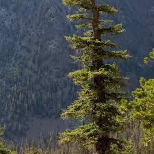 Fir cones stand on top of the branch. Douglas Fir And 100 Common North American Trees