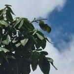 Image result for Centrolobium robustum