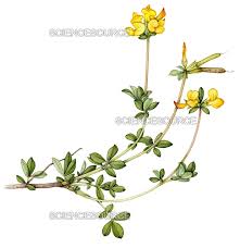 Image result for Lotus corniculatus