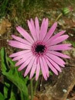 Image result for Gerbera viridifolia