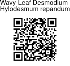 Image result for Hylodesmum repandum