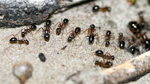 نتیجه جستجوی لغت [ants] در گوگل